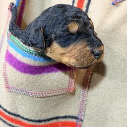 Miss Purple - Black and tan female Airedale Terrier puppy in Mooresville, North Carolina from Farm 55