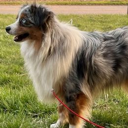 Australian Shepherds, Papillons, and Poodles from Our Little Knoll