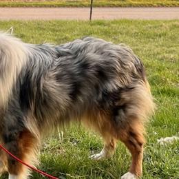 Australian Shepherds, Papillons, and Poodles from Our Little Knoll