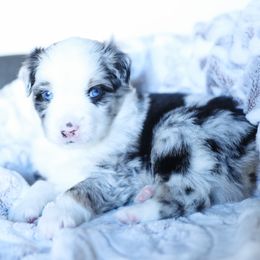 Frost - Blue merle male Miniature American Shepherd puppy in Verdi, Nevada from EverSummer Minis