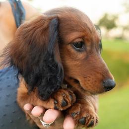Huckleberry - Dachshund