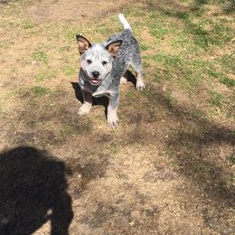 Australian Cattle Dog Puppies from Glory Ranch Australian Cattle Dogs