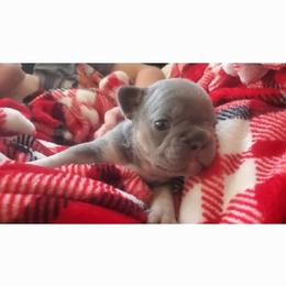 Shelly - Tricolors female French Bulldog puppy in Stockton, Missouri from Willis Family Frenchies
