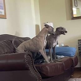 BB - Whippet