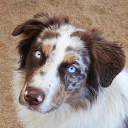 Mazzie - Australian Shepherd