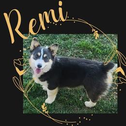 Remi - Pembroke Welsh Corgi