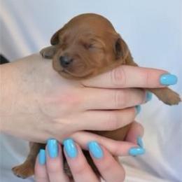 Augustin - Red male Cavapoo puppy in Fairmont, West Virginia from Ruby Heirloom Companions