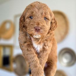 Tansy - Red  female Goldendoodle puppy in Moses Lake, Washington from Macy Meadows Doodles