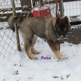 Rune - Siberian Husky