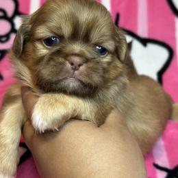 Ckc RUMI - Chocolate and tan female Shih Tzu puppy in Roseville, Michigan from Diamond Paws LLC