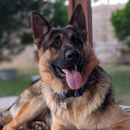 Bones - German Shepherd