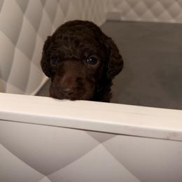 Ember - Brown male Poodle puppy in Cleveland, Texas from Jolley Poodles