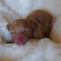 White Collar - Apricot male Poodle puppy in Las Vegas, Nevada from Plush Toy Poodle Puppies & Pals