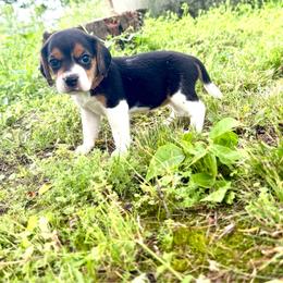 Nutella - White black and tan female Beagle puppy in Judsonia, Arkansas from Mayberry Acres Beagles and Basset Hounds