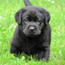 Labrador Retriever Puppies from Treasure Mountain Labrador Retrievers