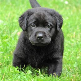 Labrador Retriever Puppies from Treasure Mountain Labrador Retrievers
