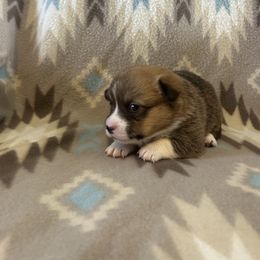 Noelle (Girl 3) - Red female Pembroke Welsh Corgi puppy in Maupin, Oregon from Bailey Nannini