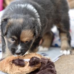 Nova - Red female Miniature Australian Shepherd puppy in Wichita Falls, Texas from Shooting Stars Ranch Toy and Mini Aussies