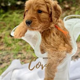 Goldendoodle Puppies from Ruby Pupper Doodles