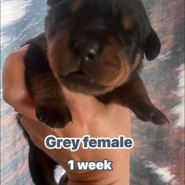 Grey - Black and mahogany female Rottweiler puppy in Mancelona, Michigan from Nicolle Stone