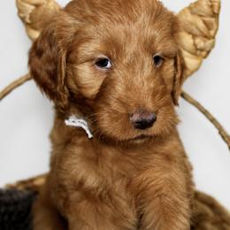 Gemma - Red  female Goldendoodle puppy in Yukon, Oklahoma from Silver Barn Doodles