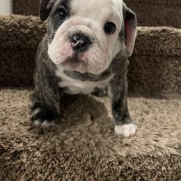 Girl 4 - Bulldog puppy in Cunningham, Tennessee from Lyrics Bulldogs Kennel