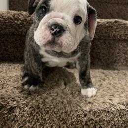 Girl 4 - Bulldog puppy in Cunningham, Tennessee from Lyrics Bulldogs Kennel