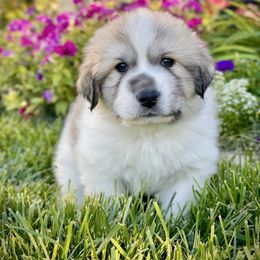 Boy 6 - White and badger male Great Pyrenees puppy in Cedar City, Utah from Forestwood Farms Great Pyrenees
