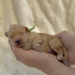 Green - Red male Cavapoo puppy in Arlington, Texas from Van Haselen Poodles and Doodles