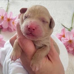 Pink - Apricot female Goldendoodle puppy in Byron, Georgia from Southern Olive Doodles 🫒