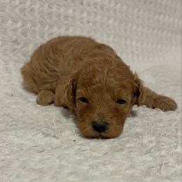 Rema- AKC - Brown female Poodle puppy in Plano, Texas from Dogs lovers
