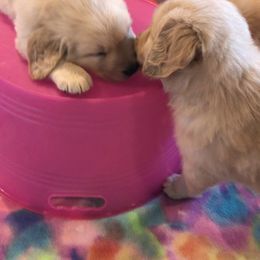 Golden Retriever Puppies from Evergrace Goldens