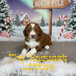 ButterBall - Red  male Goldendoodle puppy in Houston, Texas from Golden Life Doodles