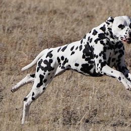 Dalmatians, Giant Schnauzers, and Poodles from Pawsh K9’s