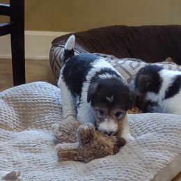 Tippy - White black and tan Wire Fox Terrier puppy in Durham, North Carolina from Birchhurst NC Kennels