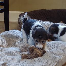 Tippy - White black and tan Wire Fox Terrier puppy in Durham, North Carolina from Birchhurst NC Kennels