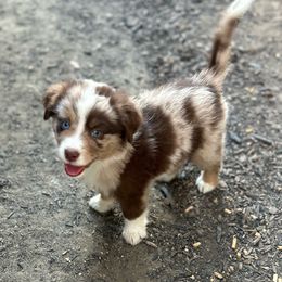 Male 5 - Red merle Miniature Australian Shepherd puppy in Visalia, California from Furrever.Mini.Aussies.llc