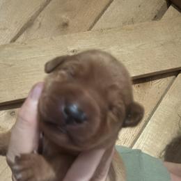 Female 4 - Yellow female Labrador Retriever puppy in Wardensville, West Virginia from Sager’s Labrador Puppies