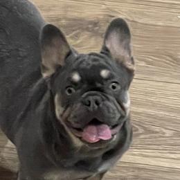 French Bulldogs from Jerzey Frenchie