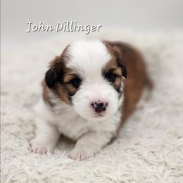John Dillinger - Red male Pembroke Welsh Corgi puppy in Concrete, Washington from Wigglebutts American Corgis