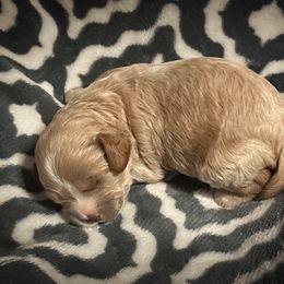 Cavapoo Puppies from Royal Poos