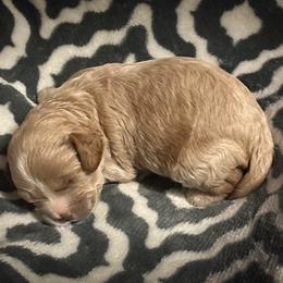 Cavapoo Puppies from Royal Poos