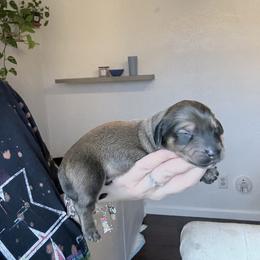 Fern - Chocolate and tan male Dachshund puppy in Fort Worth, Texas from The Holloway Dachshunds