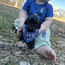 Cockapoo and Havapoo Puppies from Hofer Pups