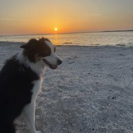 Toy Australian Shepherd All Grown Up from Alexandra Meadors