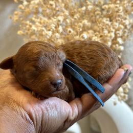 Blue Collar - Red  male Poodle puppy in Palm Beach County, Florida from Benji’s Cockapoos