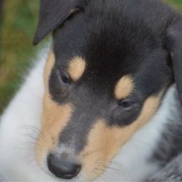 Tri girl - Black white and tan female Collie puppy in Danville, Pennsylvania from Brookwood Collies, Smooth & Rough
