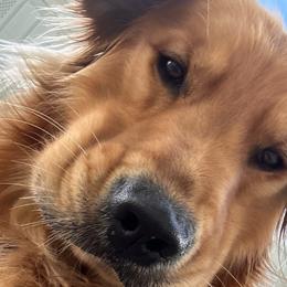 Goldendoodle and Golden Retriever All Grown Up from Golden Haven Doodles