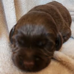 Purple - Chocolate female Labrador Retriever puppy in Siloam Springs, Arkansas from Karemy Kennels (Karemy Labradors)