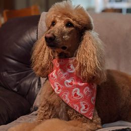 Ozzy - Poodle